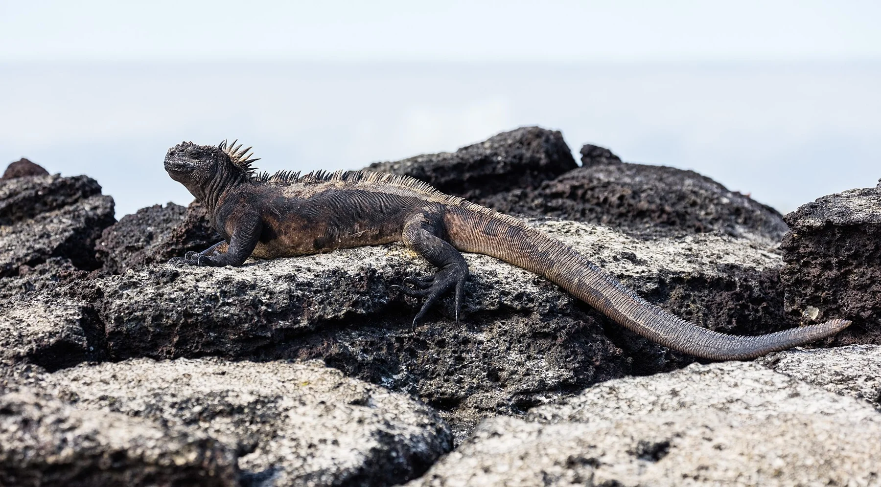 Marine iguana · Las Bachas, Santa Cruz